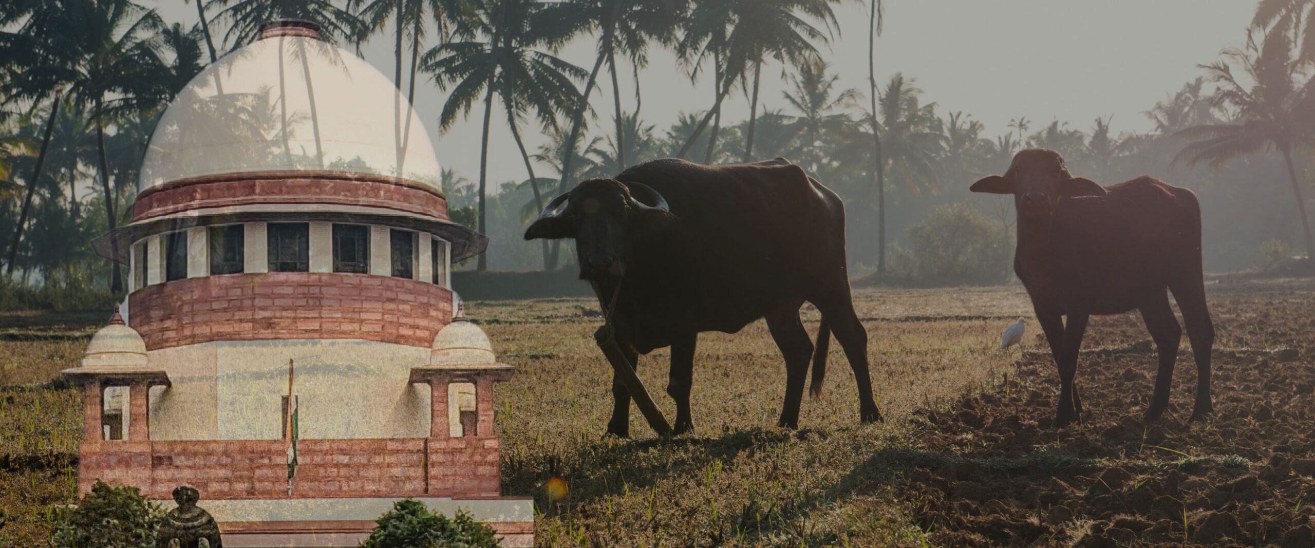 Jallikattu Bull taming fighting tamil nadu