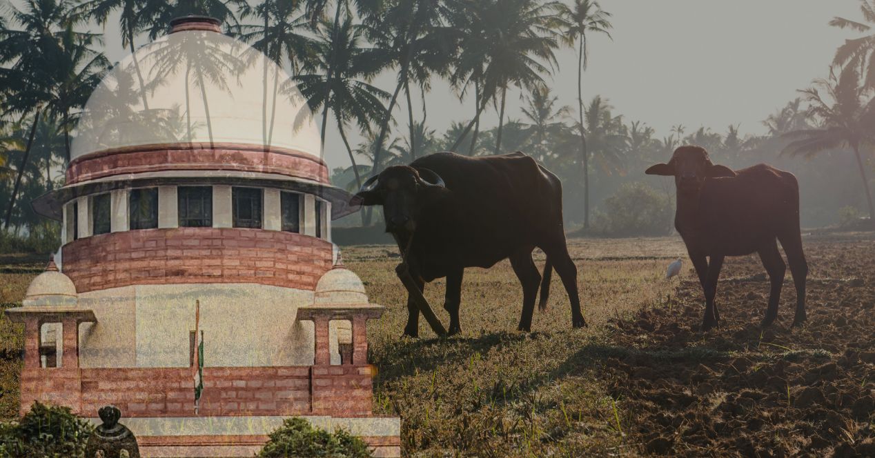 Jallikattu Bull taming fighting tamil nadu