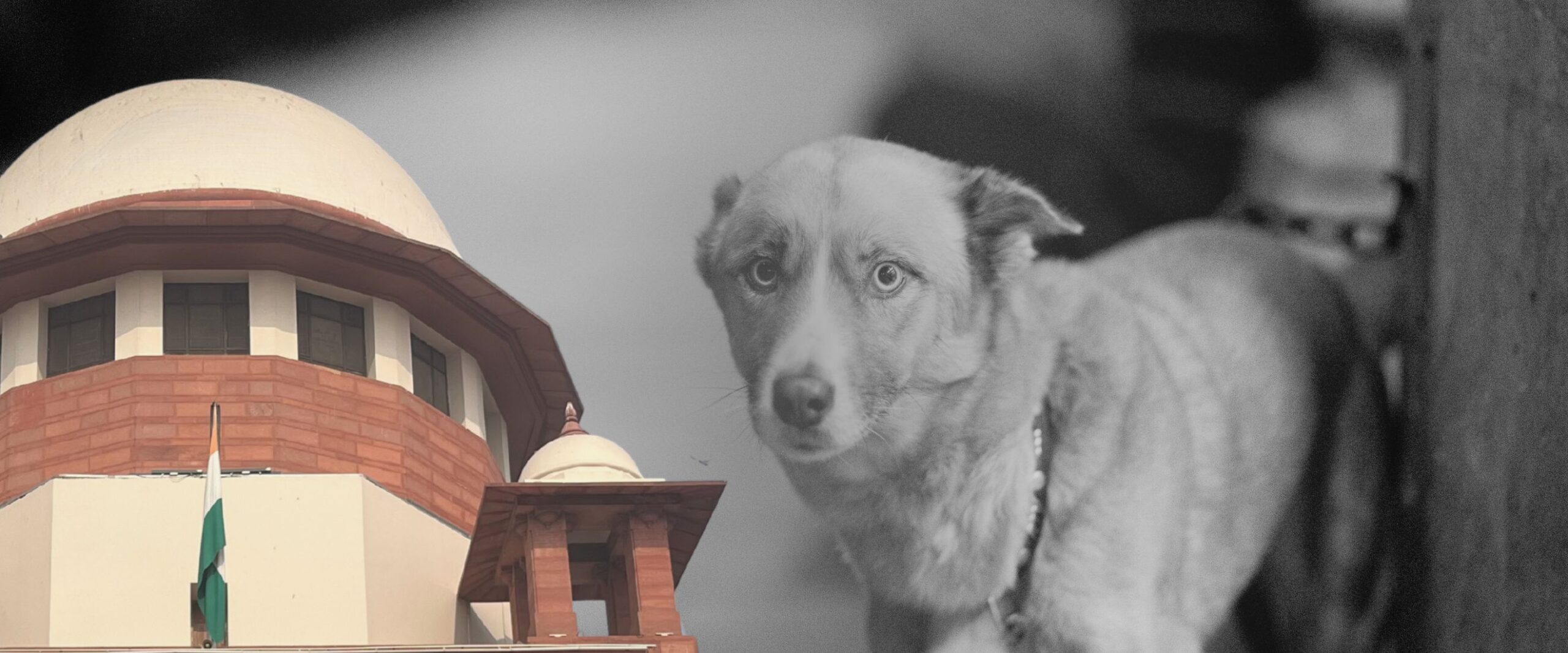 dogs